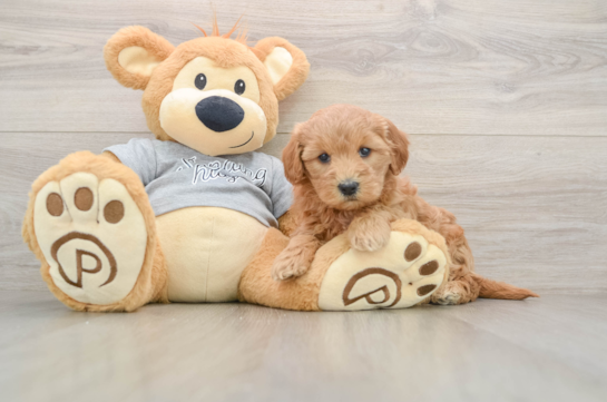 Little Mini Goldenpoo Poodle Mix Puppy