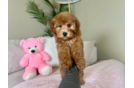Cute Mini Goldendoodle Poodle Mix Pup