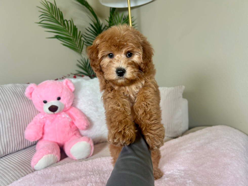 Cute Mini Goldendoodle Poodle Mix Pup