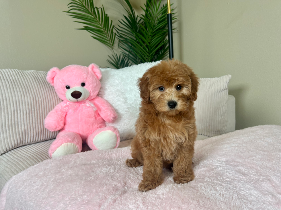 Mini Goldendoodle Pup Being Cute