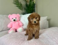 8 week old Mini Goldendoodle Puppy For Sale - Lone Star Pups
