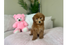 Cute Mini Goldendoodle Poodle Mix Pup