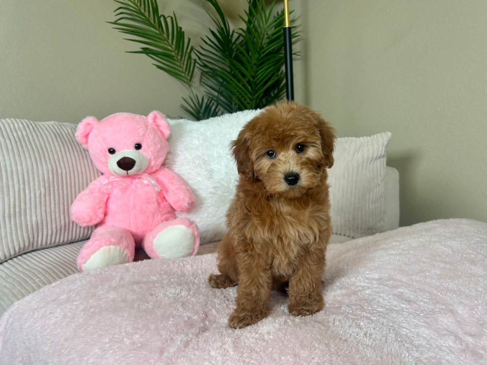 Cute Mini Goldendoodle Poodle Mix Pup