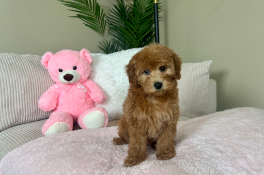 Cute Mini Goldendoodle Poodle Mix Pup