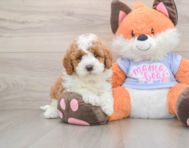 5 week old Mini Goldendoodle Puppy For Sale - Lone Star Pups