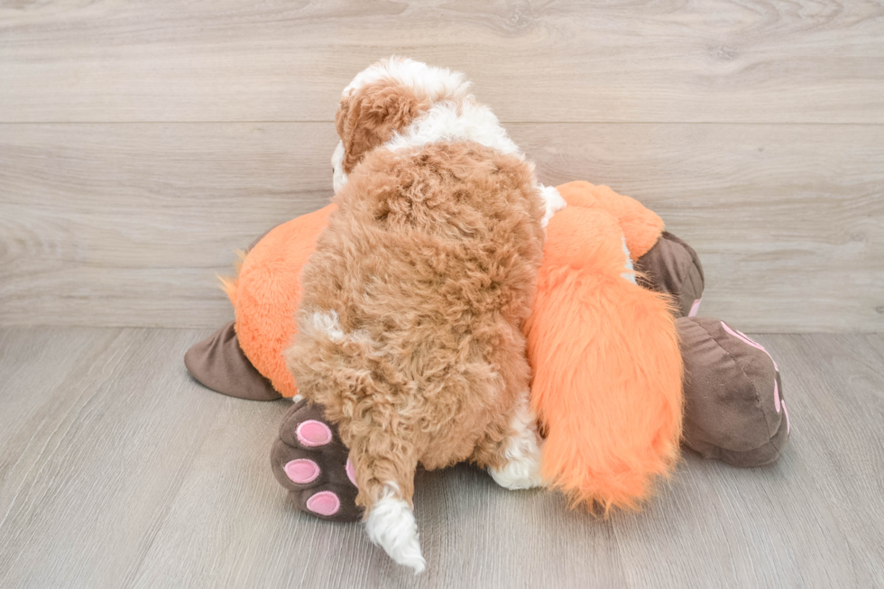 Mini Goldendoodle Pup Being Cute