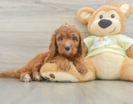 8 week old Mini Goldendoodle Puppy For Sale - Lone Star Pups