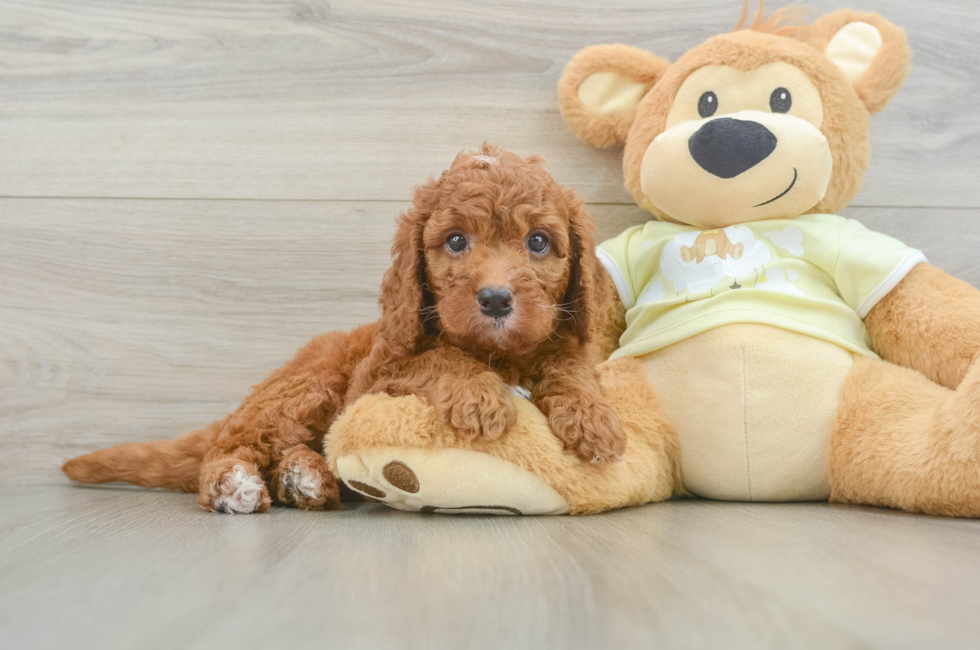 7 week old Mini Goldendoodle Puppy For Sale - Lone Star Pups