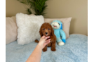 Cute Mini Groodle Poodle Mix Puppy