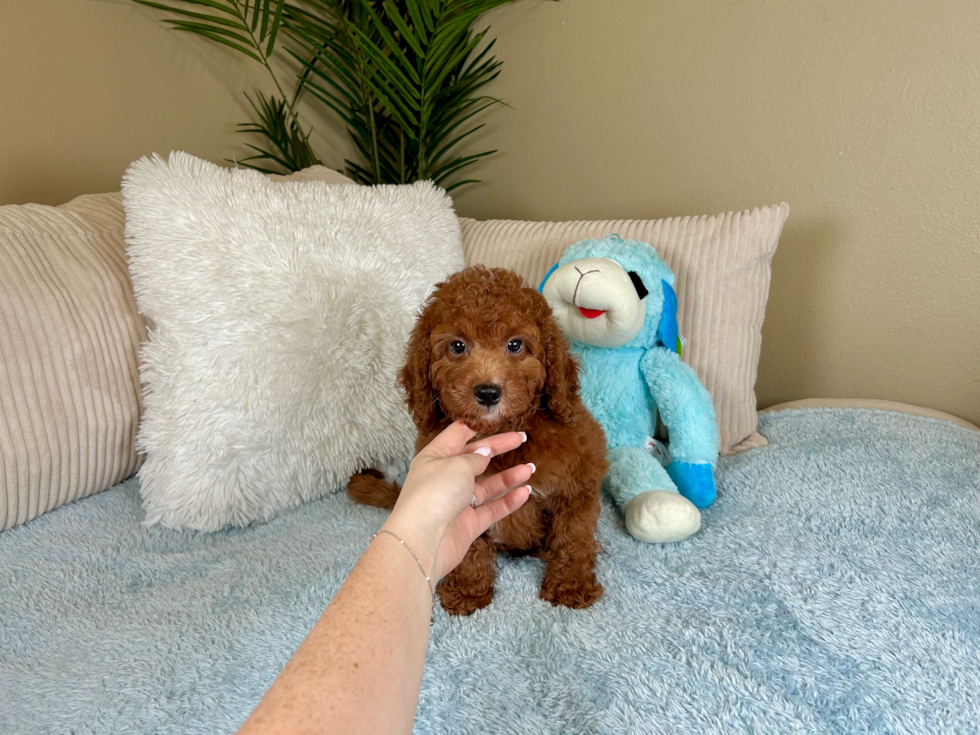 Cute Mini Groodle Poodle Mix Puppy