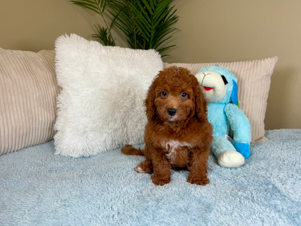 Best Mini Goldendoodle Baby