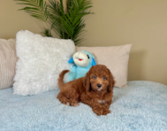8 week old Mini Goldendoodle Puppy For Sale - Lone Star Pups
