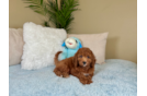 Cute Mini Goldendoodle Poodle Mix Pup