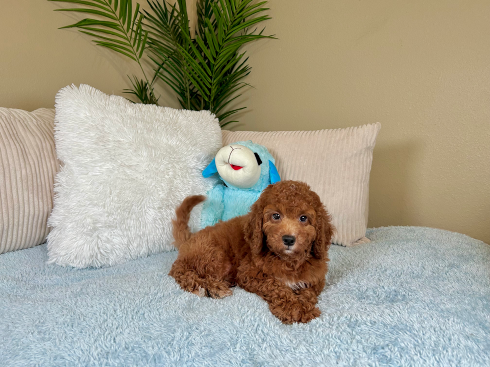 Cute Mini Goldendoodle Poodle Mix Pup
