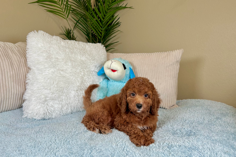 9 week old Mini Goldendoodle Puppy For Sale - Lone Star Pups