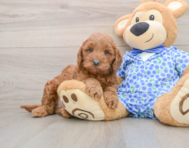 8 week old Mini Goldendoodle Puppy For Sale - Lone Star Pups