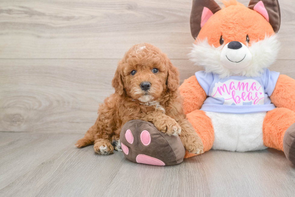 Happy Mini Goldendoodle Baby