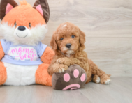 5 week old Mini Goldendoodle Puppy For Sale - Lone Star Pups