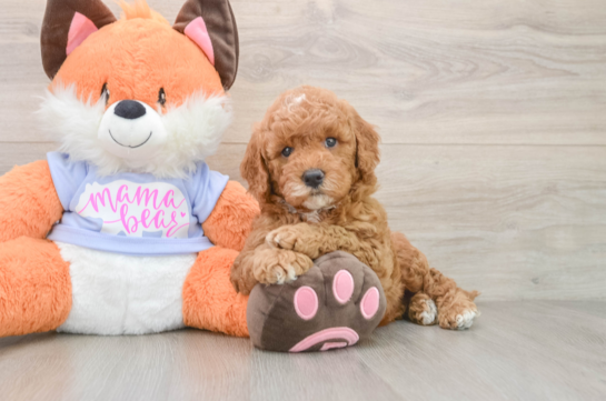 Popular Mini Goldendoodle Poodle Mix Pup