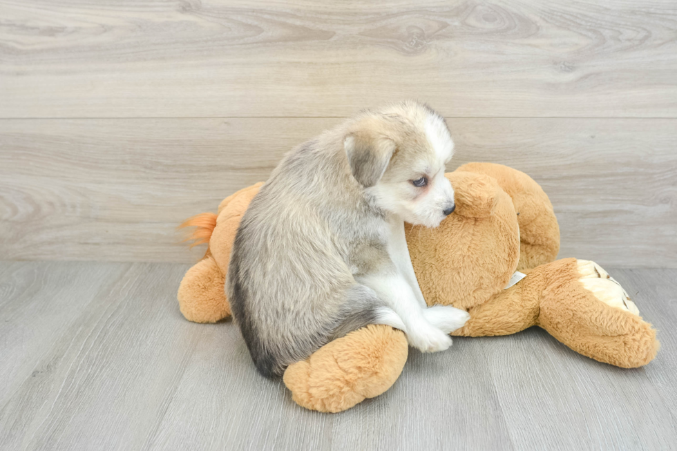 Cute Mini Huskydoodle Baby