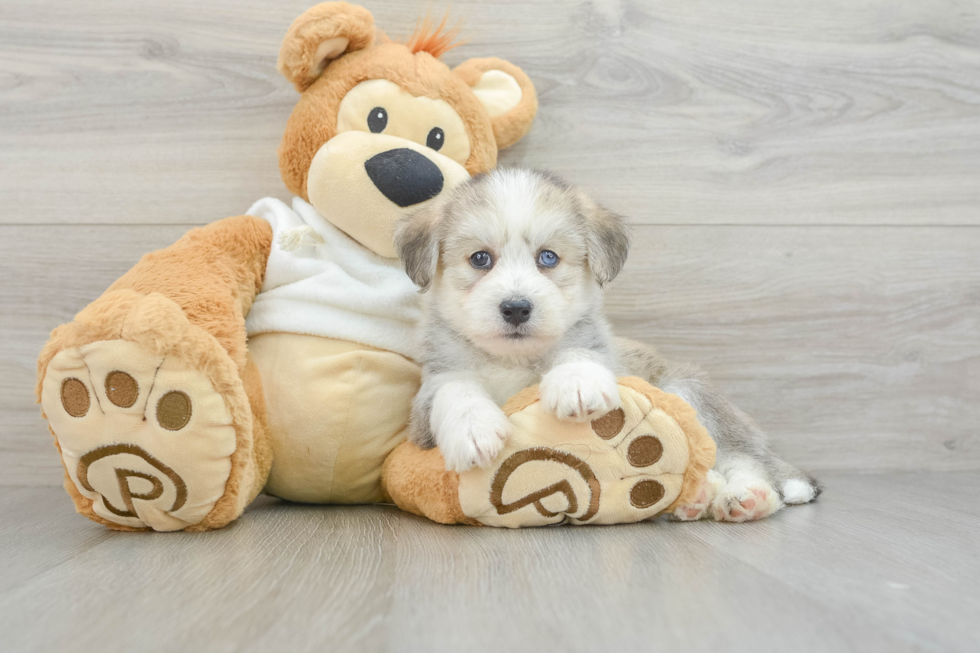 Cute Mini Huskydoodle Poodle Mix Pup