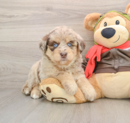 6 week old Mini Huskydoodle Puppy For Sale - Lone Star Pups