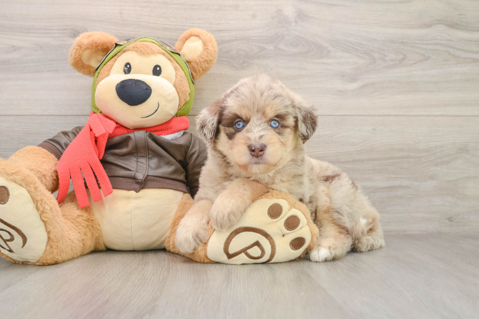 Cute Mini Huskydoodle Baby