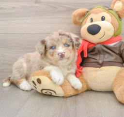 6 week old Mini Huskydoodle Puppy For Sale - Lone Star Pups