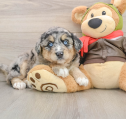 6 week old Mini Huskydoodle Puppy For Sale - Lone Star Pups