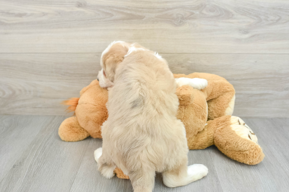 Cute Mini Huskydoodle Poodle Mix Pup