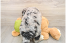 Cute Mini Huskydoodle Baby