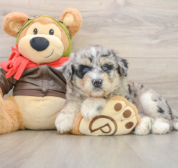 6 week old Mini Huskydoodle Puppy For Sale - Lone Star Pups