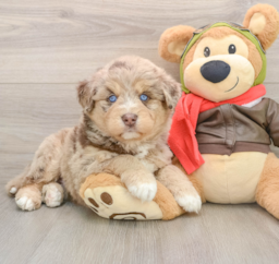 6 week old Mini Huskydoodle Puppy For Sale - Lone Star Pups