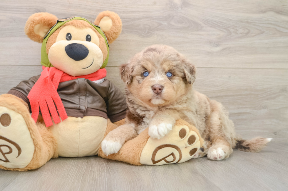 Cute Mini Huskydoodle Poodle Mix Pup