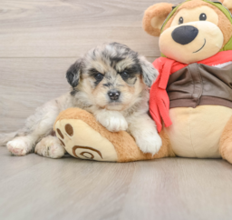 6 week old Mini Huskydoodle Puppy For Sale - Lone Star Pups