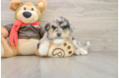 Cute Mini Huskydoodle Poodle Mix Pup