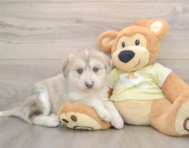 5 week old Mini Huskydoodle Puppy For Sale - Lone Star Pups