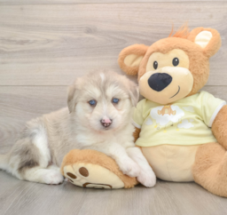8 week old Mini Huskydoodle Puppy For Sale - Lone Star Pups