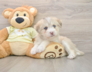 5 week old Mini Huskydoodle Puppy For Sale - Lone Star Pups