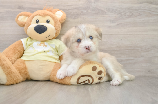 Cute Mini Huskydoodle Baby