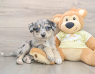 5 week old Mini Huskydoodle Puppy For Sale - Lone Star Pups