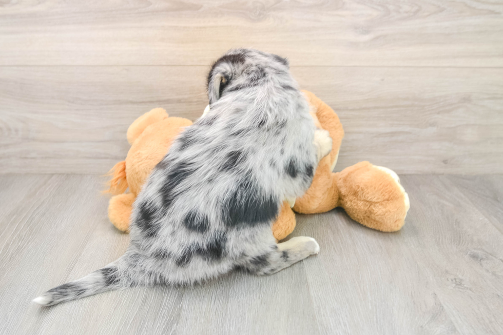 Cute Mini Huskydoodle Poodle Mix Pup