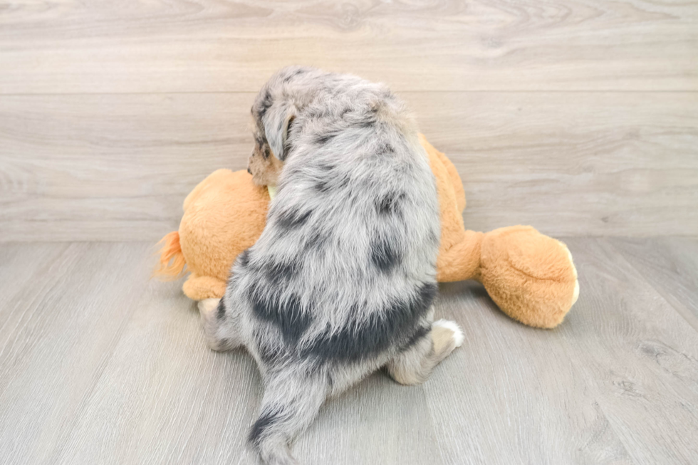 Cute Mini Huskydoodle Baby