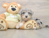 5 week old Mini Huskydoodle Puppy For Sale - Lone Star Pups