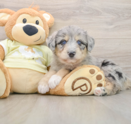 8 week old Mini Huskydoodle Puppy For Sale - Lone Star Pups