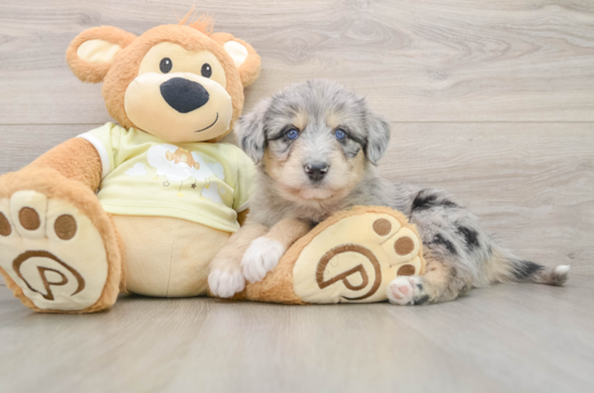 Best Mini Huskydoodle Baby