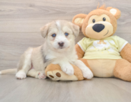 6 week old Mini Huskydoodle Puppy For Sale - Lone Star Pups