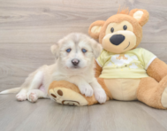 6 week old Mini Huskydoodle Puppy For Sale - Lone Star Pups