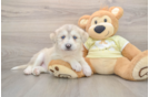 Cute Mini Huskydoodle Poodle Mix Pup