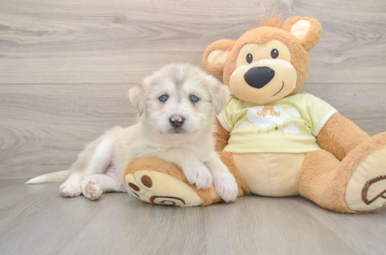 Cute Mini Huskydoodle Poodle Mix Pup